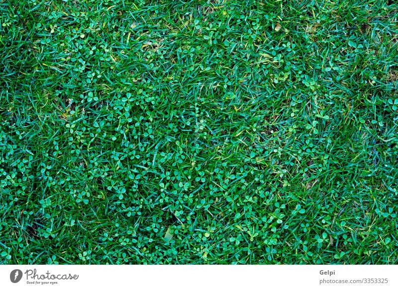 Vertikaler grüner Garten Dekoration & Verzierung Tapete Klettern Bergsteigen Umwelt Natur Pflanze Gras Blatt Park Wachstum dick frisch natürlich Schutz Wand