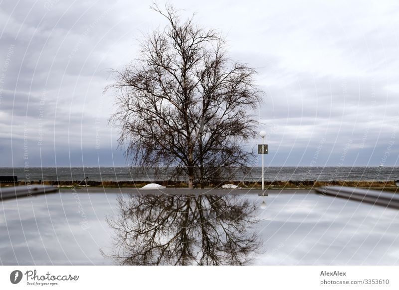 Baum auf einer Düne mit Spiegelung im Fenster Wohnung Landschaft Pflanze Urelemente Luft Wasser Wolken Horizont Herbst Winter schlechtes Wetter Wind Küste