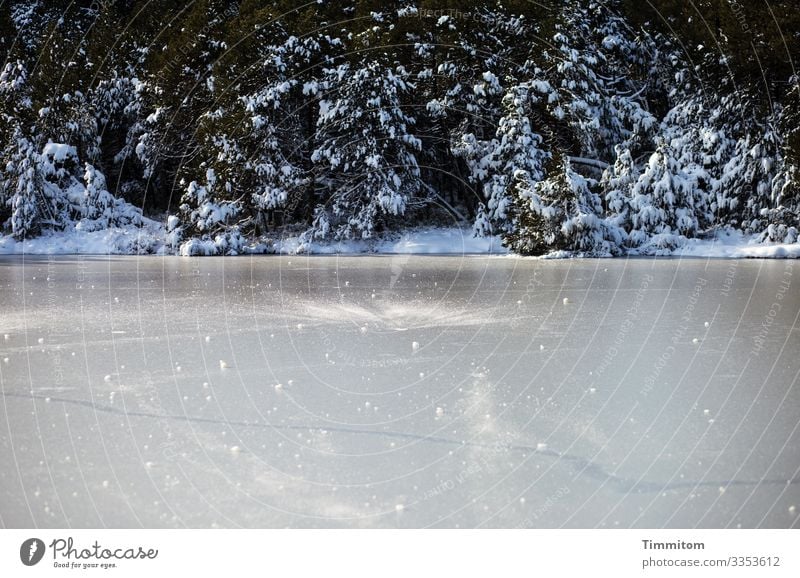 Eiszeit | Blindensee Umwelt Natur Pflanze Urelemente Wasser Winter Schönes Wetter Frost Wald See Schwarzwald kalt natürlich grün rosa schwarz weiß Gefühle