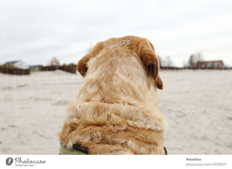 Rückansicht Blonder Labrador am Ostseestrand Lifestyle Freude Tourismus Ausflug Abenteuer Landschaft Erde Frühling Herbst Winter Strand Horizont Düne blond