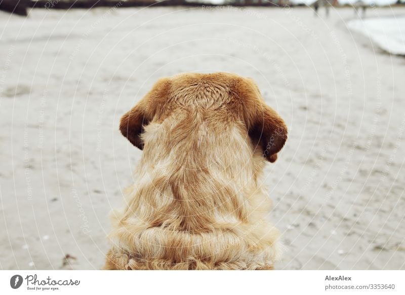 Hinteransicht eines blonden Labradors am Strand Freude Jagd Ausflug Abenteuer Landschaft Frühling Herbst Winter Wetter Ostsee Meer Sand beobachten Blick sitzen