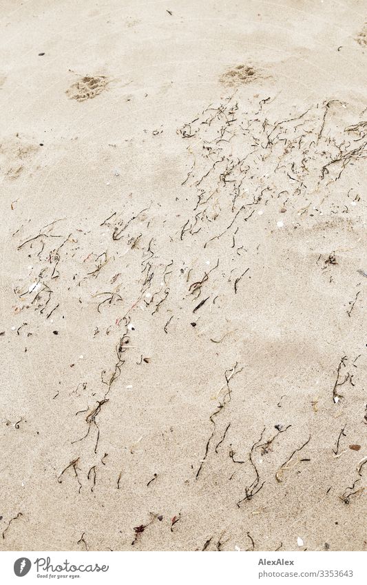 Nahaufnahme Ostseestrand - Sand mit Algen und Seegras Hundespuren Pfotenabdrücke Spuren Sandstrand Düne Pflanze Küste Strand Strukturen & Formen Boden Sandboden
