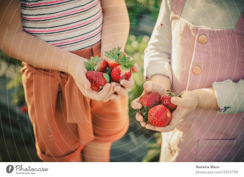 Kinder halten Erdbeeren in ihren Handflächen auf einem Erdbeerfeld Frucht Dessert Ernährung Essen Frühstück Diät Freude Glück Sommer Garten Mensch Finger