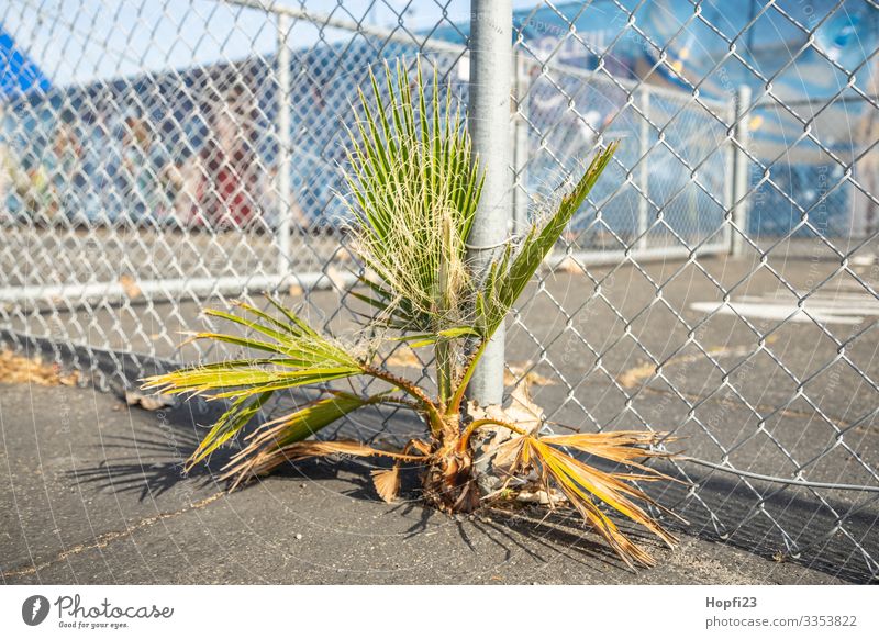 Palme wächst durch den Asphalt Natur Pflanze Frühling Sommer Schönes Wetter Baum Platz Spielplatz Sportplatz Wachstum Erfolg Unendlichkeit Stadt blau gelb grau