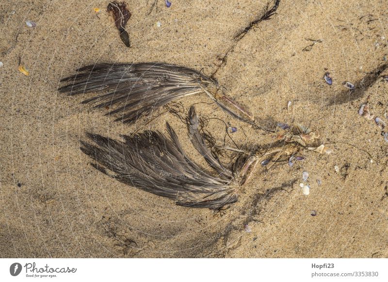 Flügel einer gestorbenen Möwe Sand Frühling Sommer Küste Strand Tier Totes Tier Vogel 1 braun gelb Tod Vergänglichkeit verlieren Knochen Rest verrotten Farbfoto