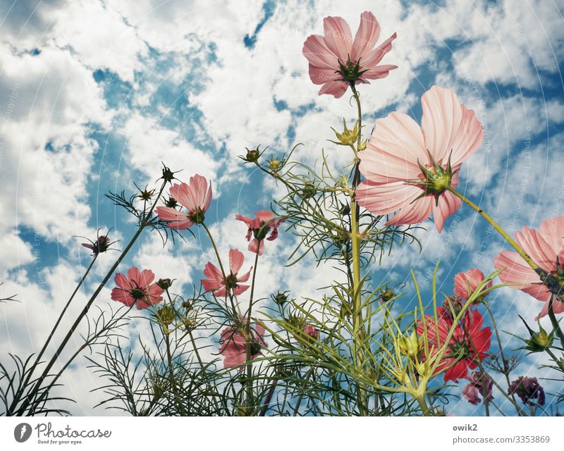 Ausgeruht Umwelt Natur Landschaft Pflanze Himmel Wolken Sommer Schönes Wetter Blume Blüte Schmuckkörbchen Garten Blühend Wachstum viele Lebensfreude