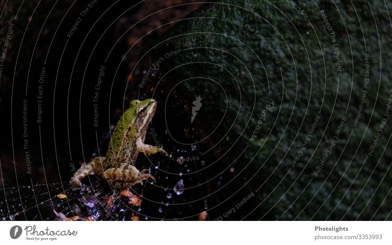 Frosch im Spinnennetz Garten Natur Tier Wassertropfen Herbst schlechtes Wetter Regen Nutztier 1 beobachten Ekel hässlich kalt nass Neugier Tierliebe Angst