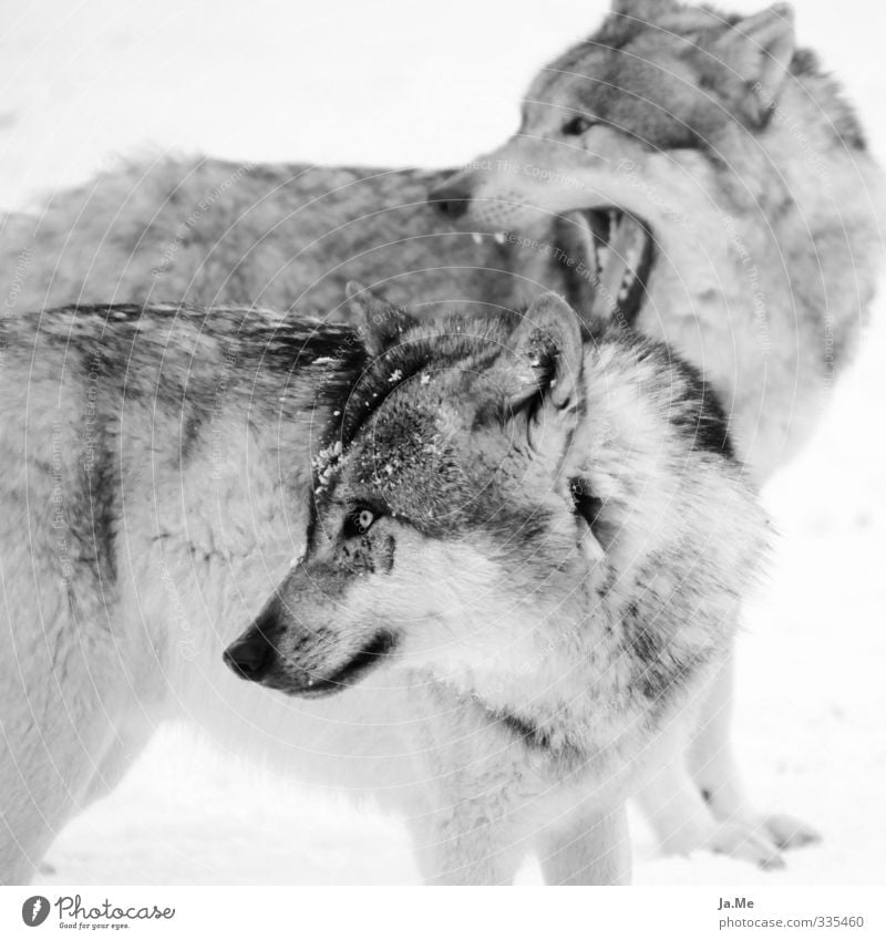 Wölfe - weil ich sie einfach liebe! Tier Wildtier Hund Tiergesicht Fell Wolf Landraubtier 2 Rudel Tierpaar hören Blick Neugier grau schwarz weiß Interesse Natur