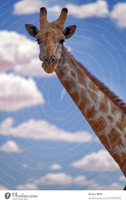 Smile Tier Wildtier Tiergesicht Fell Zoo Giraffe 1 Wolken Ferien & Urlaub & Reisen Fröhlichkeit gigantisch Glück groß niedlich blau weiß Freude Zufriedenheit