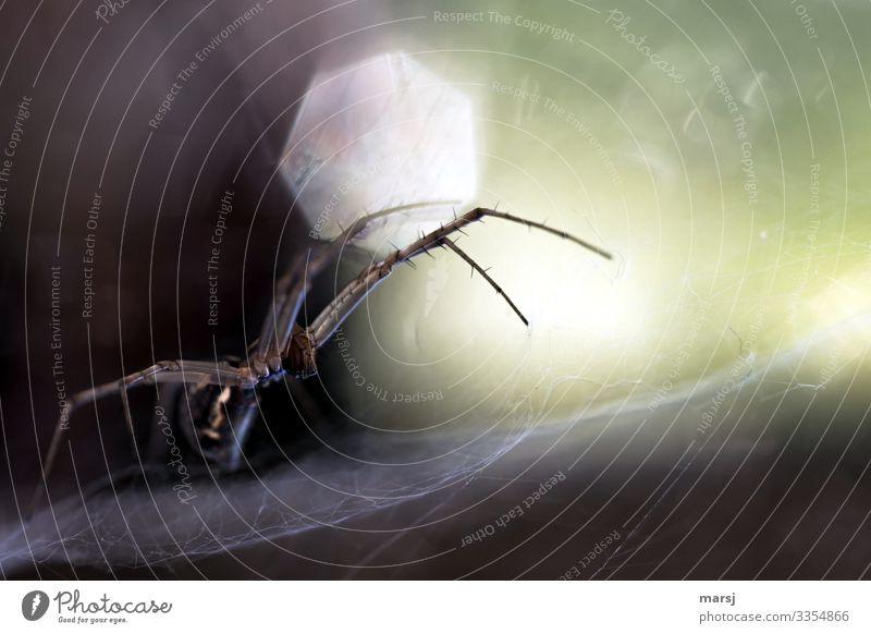 Bäh | Spinnenalarm Profil Ganzkörperaufnahme Tierporträt Zentralperspektive Schwache Tiefenschärfe Gegenlicht Sonnenlicht Lichterscheinung Kontrast Tag Morgen