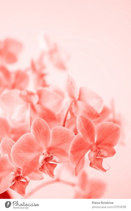 Phalaenopsis-Orchideenblüte, rosa getönt. elegant exotisch Spa Feste & Feiern Valentinstag Muttertag Ostern Hochzeit Geburtstag Blume Blumenstrauß Farbe