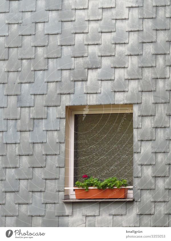 Großstadtpflanze Pflanze Grünpflanze Blütenpflanze Pelargonie Haus Fassade Fenster Eternitplatten Fassadenverkleidung Badezimmerfenster Blumenkasten Blühend