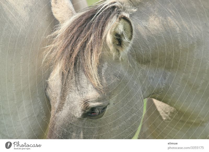 Schimmel mit Pony Pferd Fell Fellfarbe Auge Ohr Mähne stehen sportlich schön nah grau Glück Vorfreude Vertrauen Tierliebe Abenteuer elegant Freizeit & Hobby