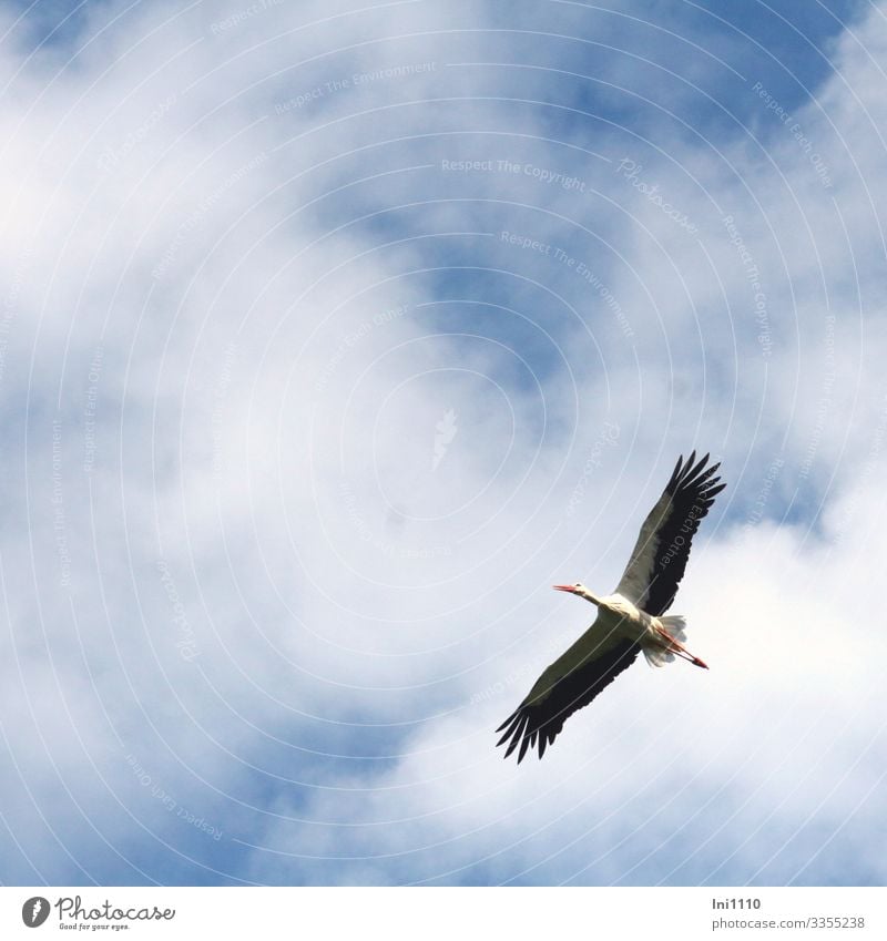 Storch beim Segelflug am Himmel Natur Wolken Schönes Wetter Wildtier Vogel 1 Tier blau grau schwarz weiß fliegend Vogelflug Spannweite schön Glücksbringer