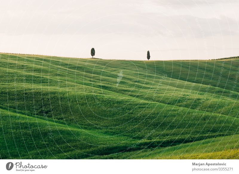 Ansicht von Zypressen in der Landschaft der Toskana, Italien Umwelt Natur Frühling Sommer Baum Gras Wiese Hügel schön natürlich grün Menschlichkeit Gelassenheit