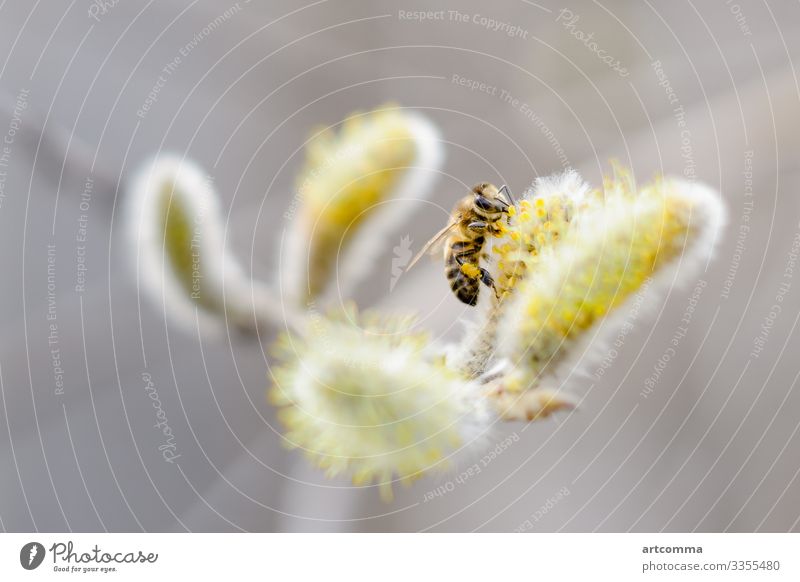 Biene auf blühender Weide, Frühling Blütezeit Blühend Botanik Ast Hummel Nahaufnahme Blume Fliege Insekt Natur Pollen gelb