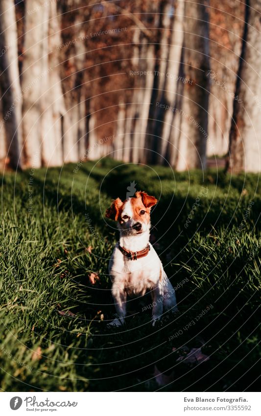 süßer Jack-Russell-Hund, der bei Sonnenuntergang im Freien sitzt sitzen niedlich Jack-Russell-Terrier Feld Landschaft Freude Geschwindigkeit Glück Fröhlichkeit