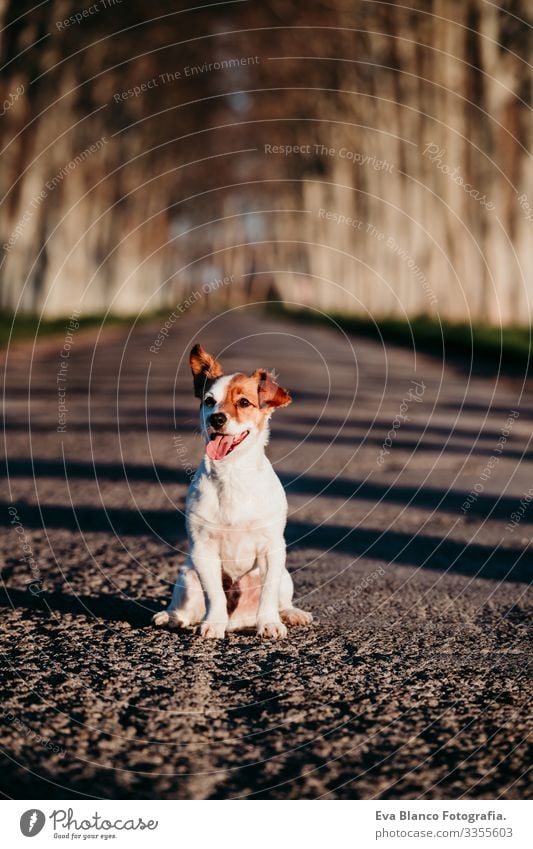 Porträt eines süßen Jack-Russell-Hundes, der bei Sonnenuntergang auf einer Straße sitzt. Glücklicher Hund im Freien Jack-Russell-Terrier niedlich klein Haustier