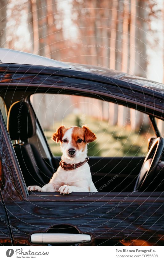 Porträt eines süßen Jack-Russell-Hundes in einem Auto bei Sonnenuntergang. Reisekonzept offen Kabelbaum Fenster Ausflug weiß Sitzgurt Touristik Terrier Aussicht