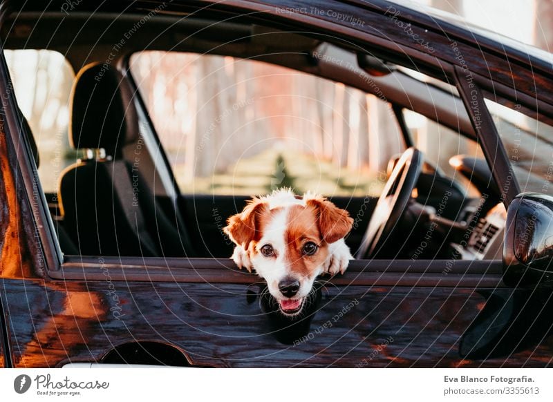 Porträt eines süßen Jack-Russell-Hundes in einem Auto bei Sonnenuntergang. Reisekonzept offen Kabelbaum Fenster Ausflug weiß Sitzgurt Touristik Terrier Aussicht