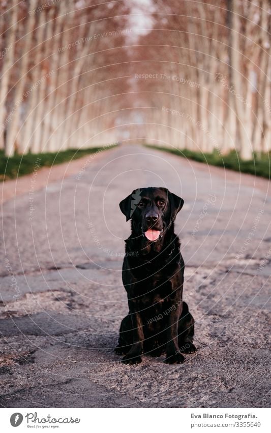 Schöner schwarzer Labrador, der bei Sonnenuntergang auf einer Straße sitzt Stoppen Sie das Konzept Retriever Hund Haustier sitzen warten aussetzen Menschenleer