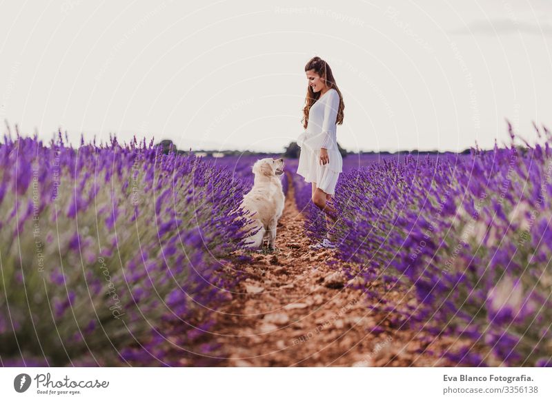 schöne Frau mit ihrem Golden Retriever-Hund in Lavendelfeldern bei Sonnenuntergang. Haustiere im Freien und Lebensweise. Wiese Beautyfotografie Freizeit & Hobby