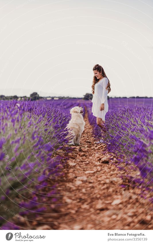 schöne Frau mit ihrem Golden Retriever-Hund in Lavendelfeldern bei Sonnenuntergang. Haustiere im Freien und Lebensweise. Wiese Beautyfotografie Freizeit & Hobby