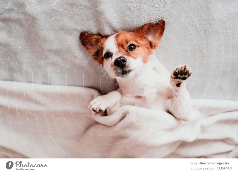 süßer kleiner Jack-Russell-Hund, der an einem sonnigen Tag kopfüber auf dem Bett liegt auf den Kopf gestellt niedlich Jack-Russell-Terrier schlafen Müdigkeit