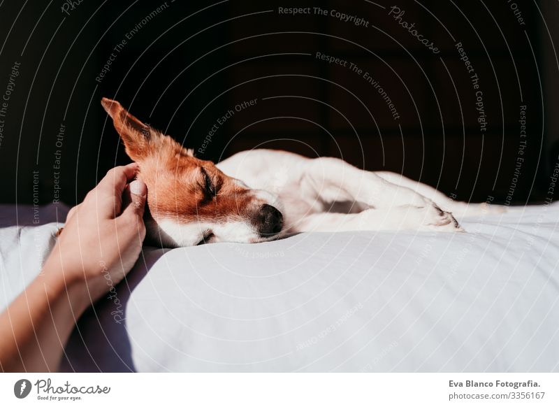 Frau Hand berührend süßer kleiner Jack Russell Hund, der an einem sonnigen Tag auf dem Bett liegt Besitzer niedlich Jack-Russell-Terrier schlafen Müdigkeit