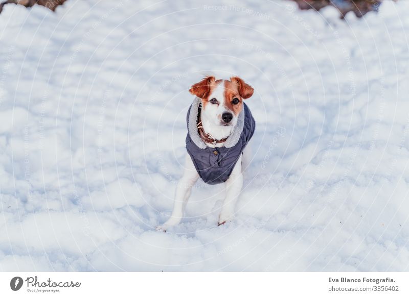 Porträt eines schönen Jack-Russell-Hundes im Freien, der im Schnee spielt und rennt. Wintersaison Spielen spielerisch Jack-Russell-Terrier niedlich klein