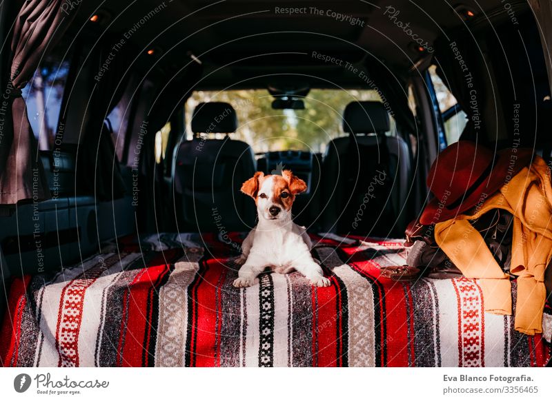 süßer jack russell hund entspannt sich in einem van. reisekonzept niedlich klein Jack-Russell-Terrier Hund Haustier Kleintransporter Van Leben