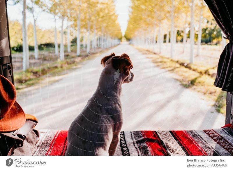 süßer jack russell hund entspannt sich in einem van. reisekonzept niedlich klein Jack-Russell-Terrier Hund Haustier Kleintransporter Van Leben