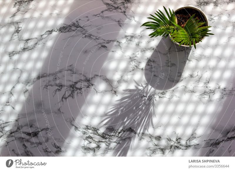 Marmortisch mit Palmblattschatten schön Sommer Tisch Tapete Natur Pflanze Baum Blatt Urwald Architektur Stein natürlich grau grün schwarz weiß Hintergrund