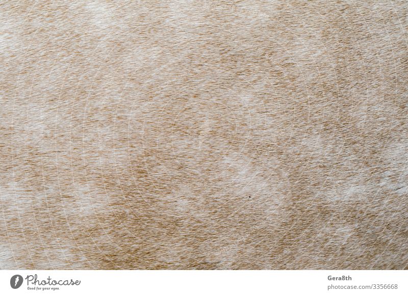 Textur der Haut eines beigen Pferdes in Nahaufnahme Tier Pelzmantel natürlich Tierhaut Hintergrund blanko detailliert Pelzhintergrund Fellmuster Fellstruktur