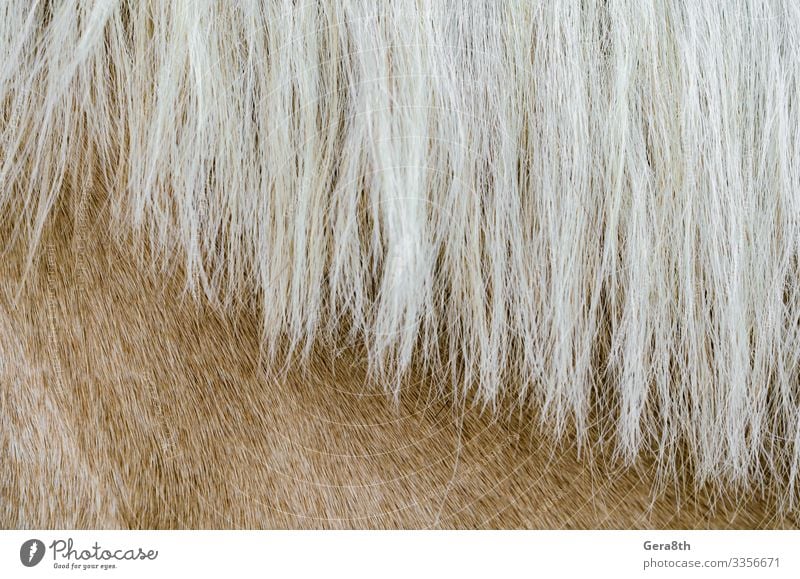 Textur der Haut eines beigen Pferdes mit einer Mähne in Nahaufnahme Tier Pelzmantel natürlich weiß Tierhaut Hintergrund blanko detailliert Pelzhintergrund