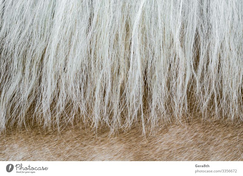 Textur der Haut eines beigen Pferdes mit einer Mähne in Nahaufnahme Tier Pelzmantel natürlich weiß Tierhaut Hintergrund blanko detailliert Pelzhintergrund