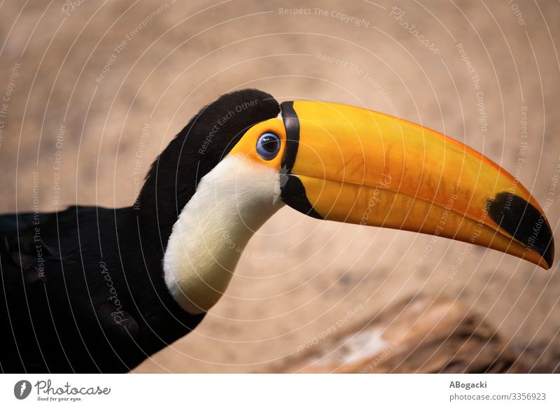 Toco-Tukan-Regenwaldvogel exotisch Tier Urwald Vogel Tiergesicht 1 groß wild gelb orange Tukane Schnabel Raffastos Kopf Süden amerika Ornithologie farbenfroh