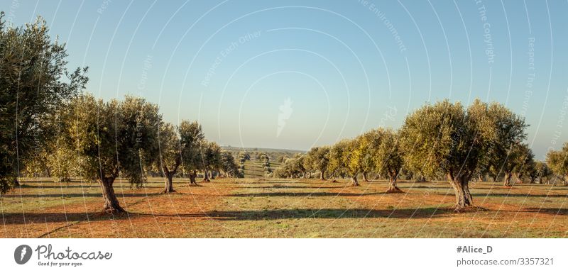 Olivenhain in Alentejo Portugal wandern Umwelt Natur Landschaft Pflanze Erde Horizont Baum Nutzpflanze Olivenbaum Wiese Feld authentisch Ferne Gesundheit