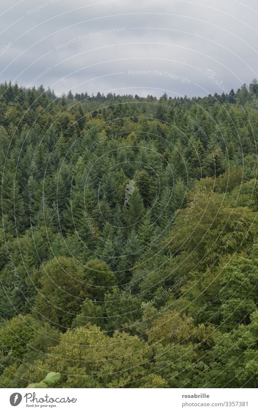 rettet unseren Wald | Klimawandel Laubbaum Nadelbaum Bäume grün Waldsterben Umweltschutz Baum wertvoll Natur draußen Holz Forstwirtschaft Naturschutz