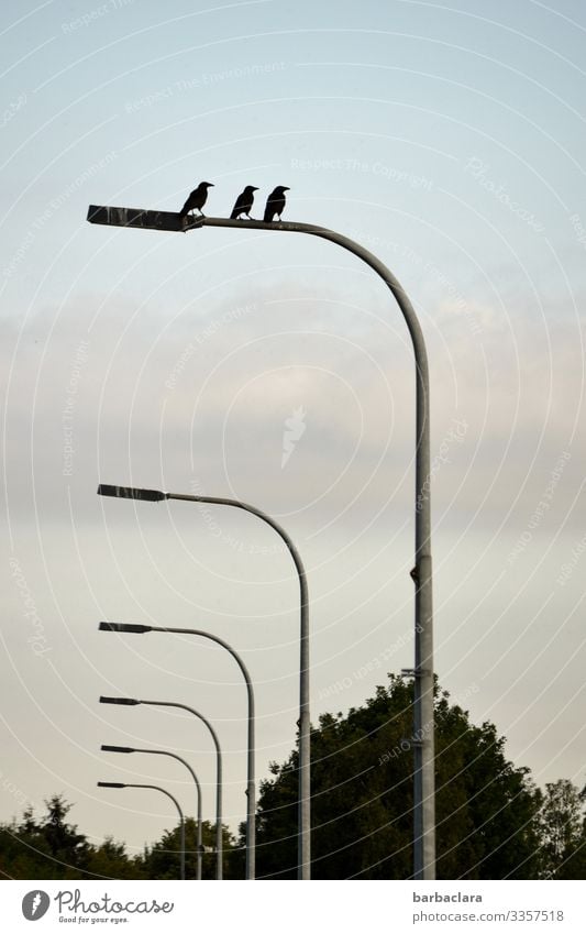 abgehoben l die drei Raben Himmel Wolken Baum Sträucher Verkehrswege Straße Straßenlaternrn Tier Vogel Rabenvögel 3 Beleuchtung Linie sitzen hoch Stimmung