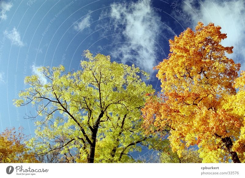Herbstliche Bäume Wolken Blatt Stockholm Bläume Himmel