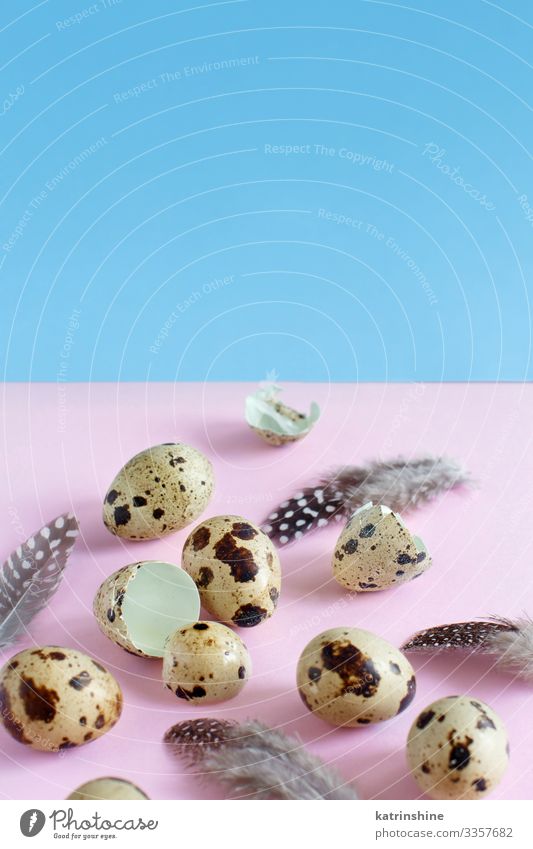 Wachteleier auf rosa und blauem Hintergrund Ostern frisch natürlich roh Ei hellrosa Pastell sich[Akk] nähern Feder hell-blau Lebensmittel Gesundheit Feiertag