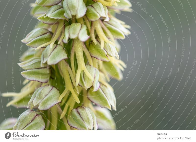 Hängender Mensch, Knabenkraut, Orchidee als Makroaufnahme vor grünem Hintergrund Pflanze Frühling Ohnhorn Kelchblatt Blüte natürlich Klima rote Liste