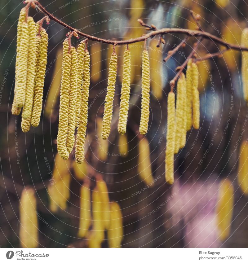 Frühlingsboten- Haselnussstrauch Natur Pflanze Tier Blüte natürlich gelb Freude Beginn Farbfoto Außenaufnahme Menschenleer Textfreiraum rechts Tag