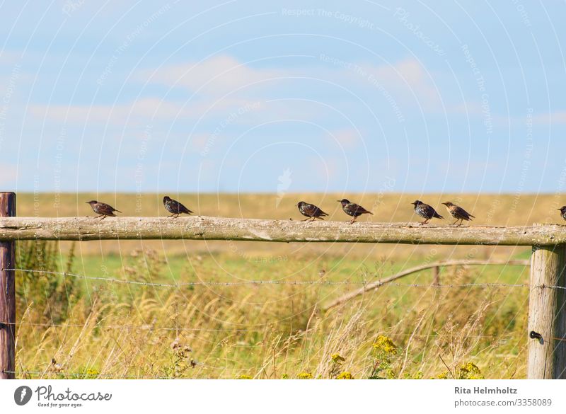 Stare auf dem Zaun Natur Landschaft Gras Sträucher Wildtier Vogel Tiergruppe Fröhlichkeit lustig blau braun gelb Tierliebe Romantik ruhig Leben Freiheit