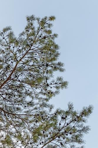 Kiefernzweige vor blauem Himmel Sommer Umwelt Natur Pflanze Baum Park Wald frisch natürlich Sauberkeit grün Farbe nadelhaltig Konifere Ast Niederlassungen Zweig