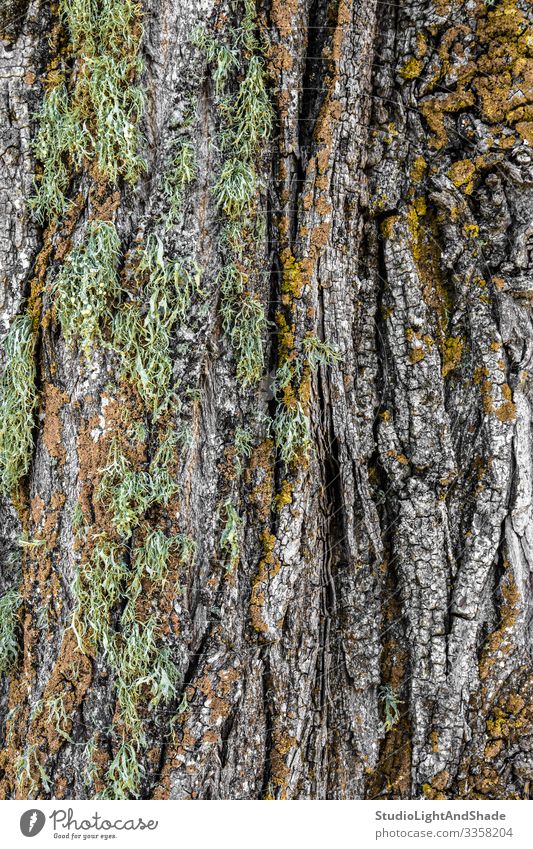 Moschusartige Baumrinde schön Natur Moos Wald Holz alt natürlich grün Farbe Rinde Hintergrund Konsistenz texturiert moosbedeckt Riss farbenfroh bunt