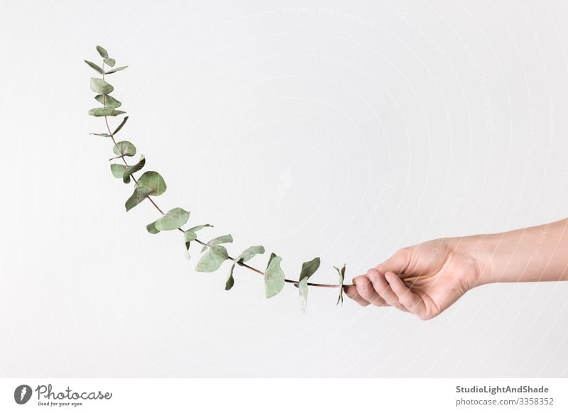Weibliche Hand hält Eukalyptuszweig elegant Stil Design schön Dekoration & Verzierung Gartenarbeit Frau Erwachsene Arme Finger Natur Pflanze Blatt einfach
