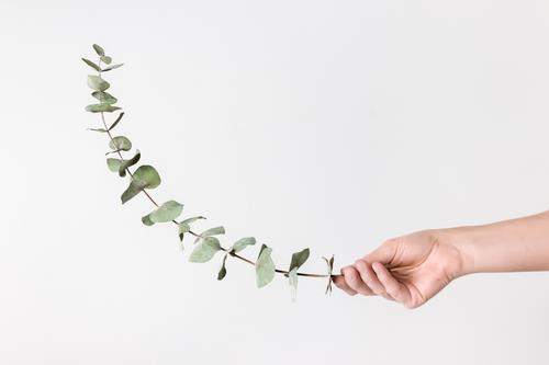 Weibliche Hand hält Eukalyptuszweig elegant Stil Design schön Dekoration & Verzierung Gartenarbeit Frau Erwachsene Arme Finger Natur Pflanze Blatt einfach