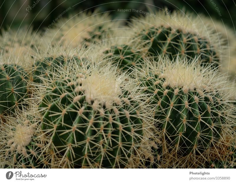 Kaktusfamilie Umwelt Natur Landschaft Pflanze Erde Sand Grünpflanze Wildpflanze exotisch Spitze stachelig gelb grau Schmerz gefährlich Mexiko Bedeutung Ritual